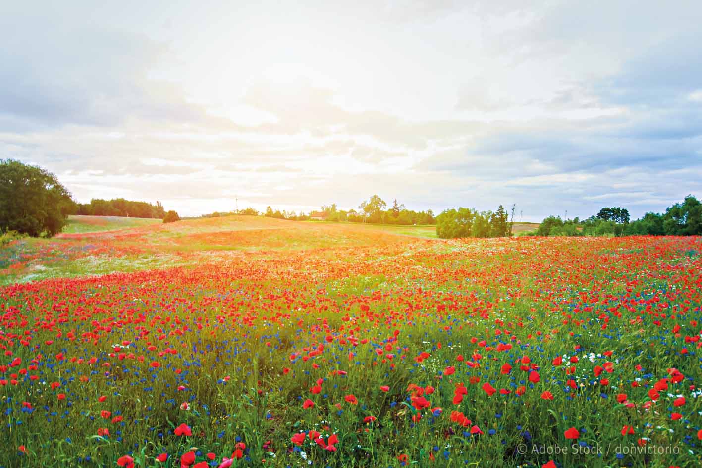 „Reerdigung“: Eine neuartige Bestattungsform macht von sich reden