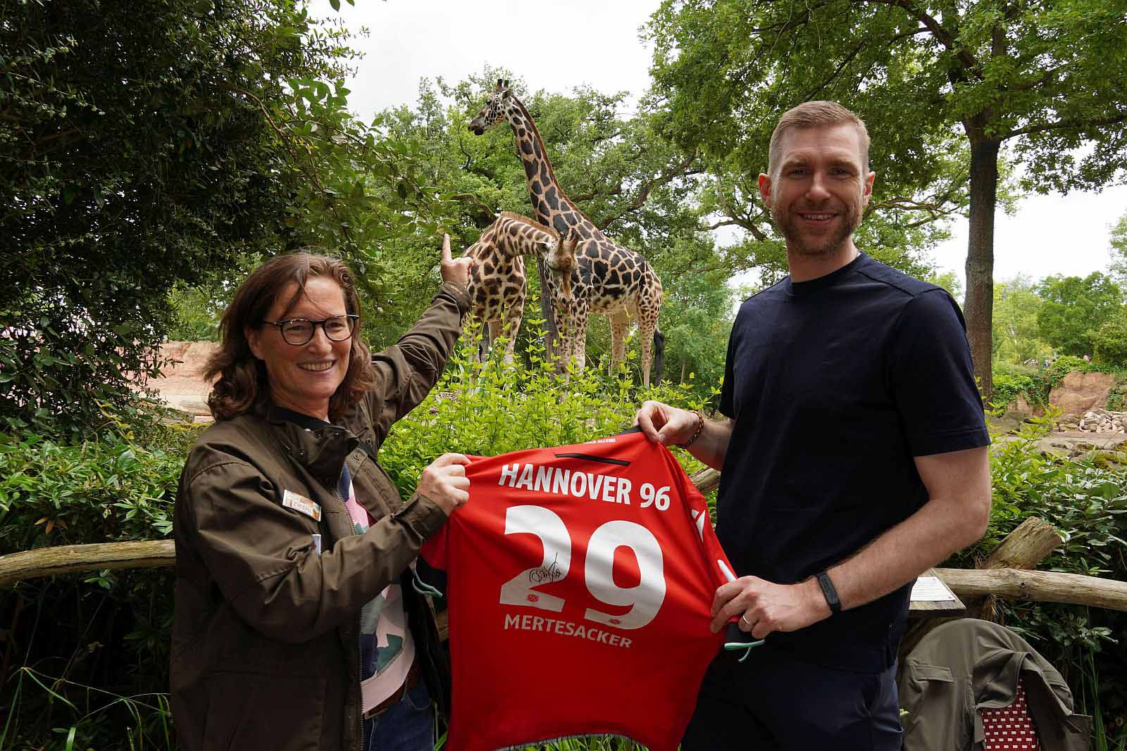 Per Mertesacker besucht seine Paten-Giraffen im Erlebnis-Zoo und gibt Autogramme