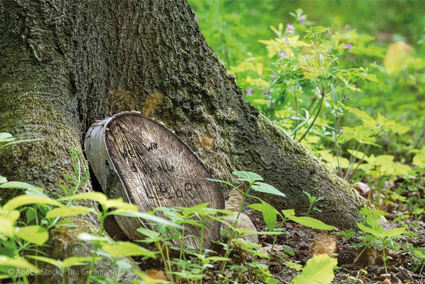 Im Trend: Bestattung unter Bäumen